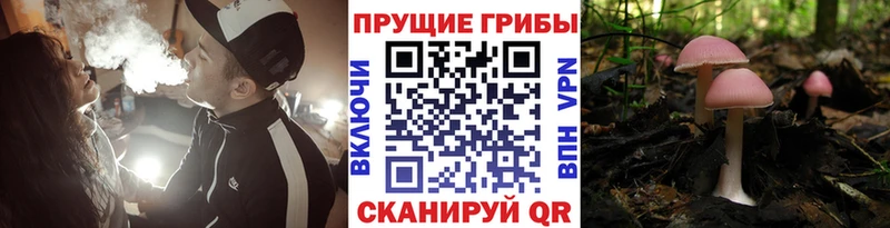 Купить  Вихоревка  Галлюциногенные грибы Magic Shrooms 